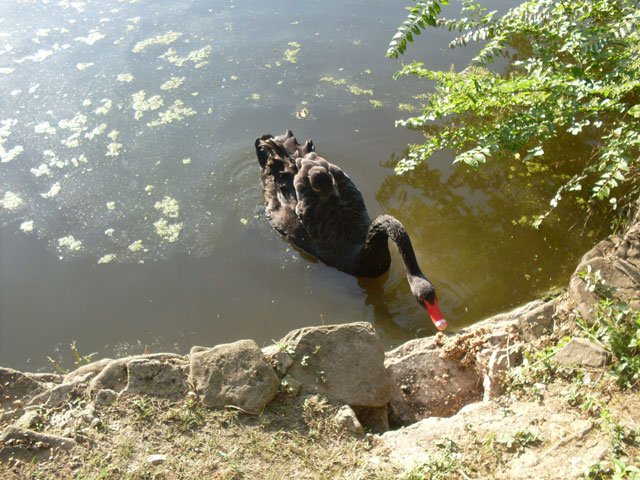 lebedi6