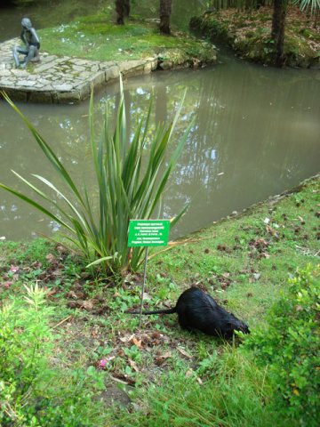 nutria