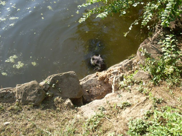 nutria2