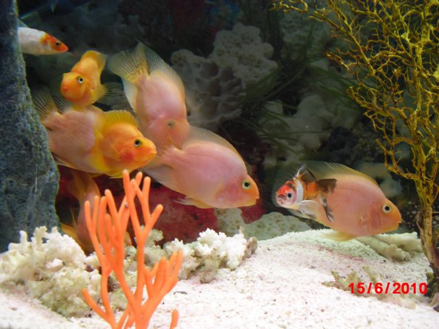 oceanarium-riviera1