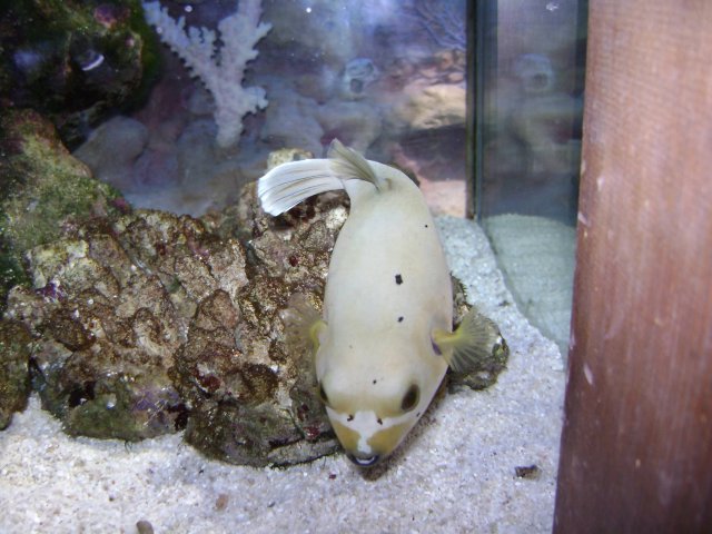 oceanarium-riviera10