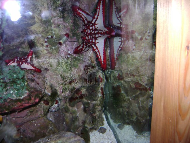 oceanarium-riviera11