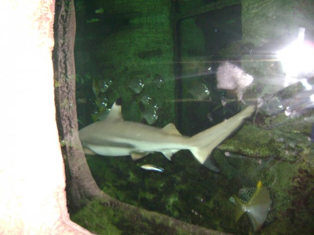 oceanarium-riviera13