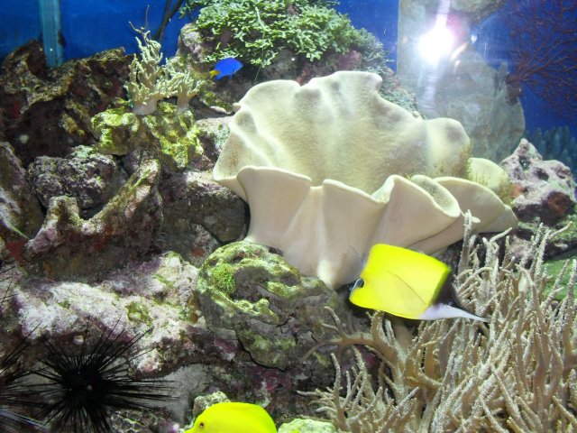 oceanarium-riviera16