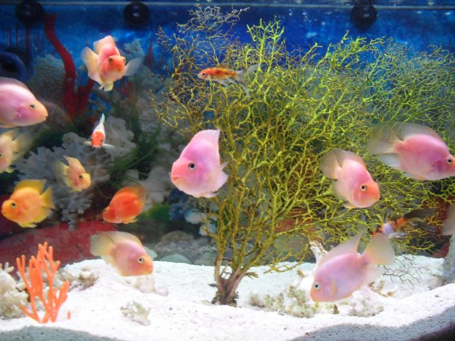 oceanarium-riviera17