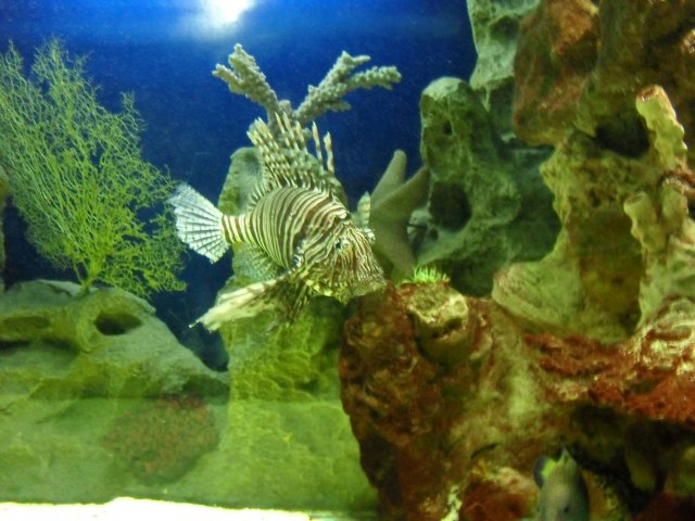 oceanarium-riviera18