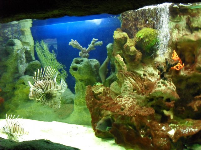 oceanarium-riviera19