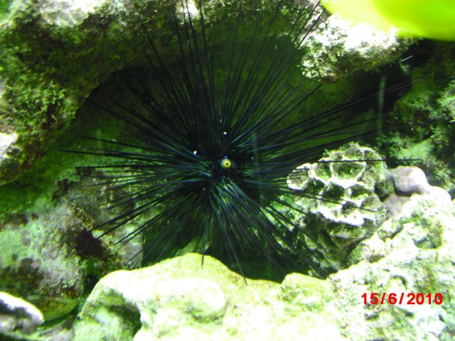 oceanarium-riviera2