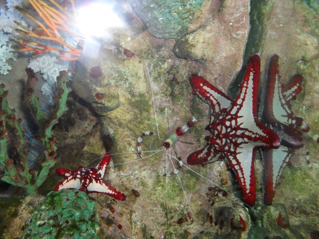oceanarium-riviera20