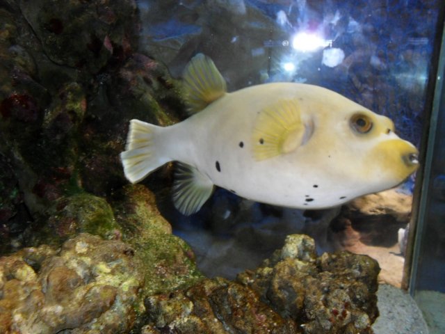 oceanarium-riviera21