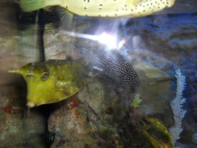 oceanarium-riviera22