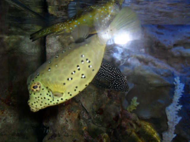 oceanarium-riviera23