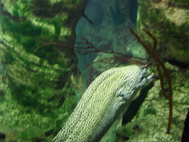 oceanarium-riviera25