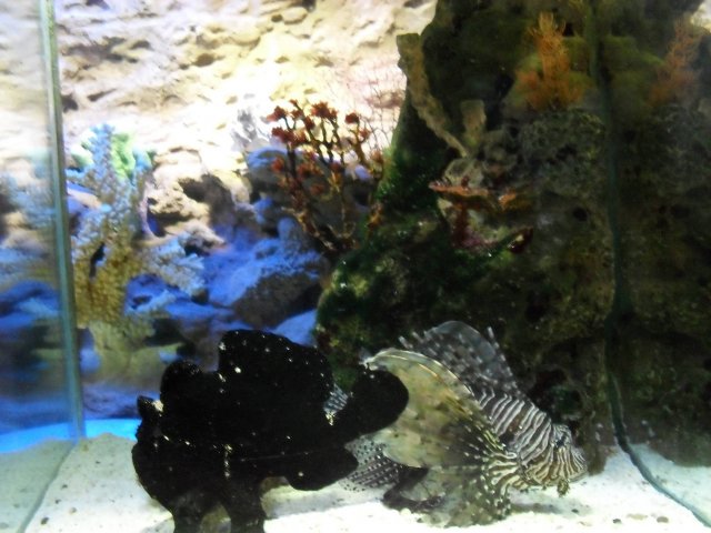 oceanarium-riviera28