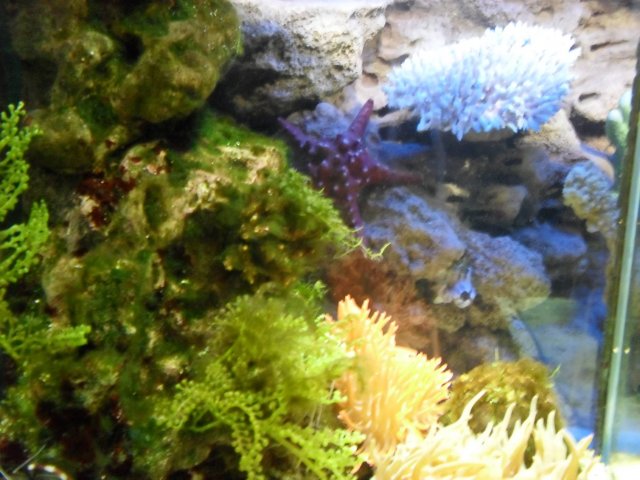 oceanarium-riviera29