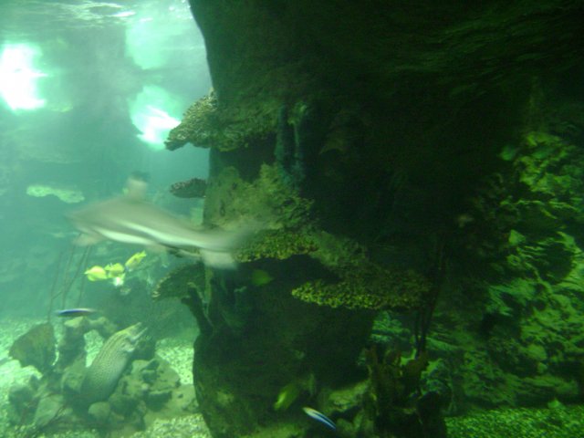 oceanarium-riviera3