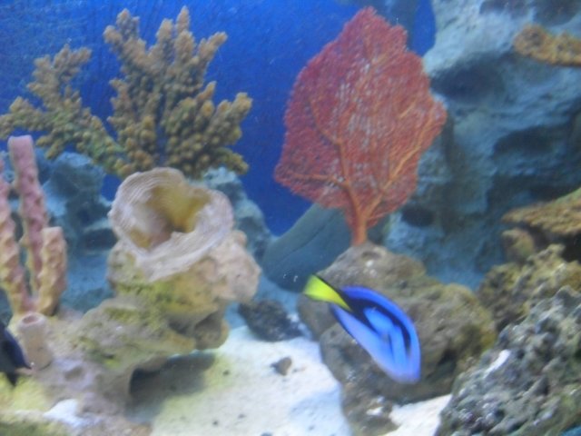oceanarium-riviera31