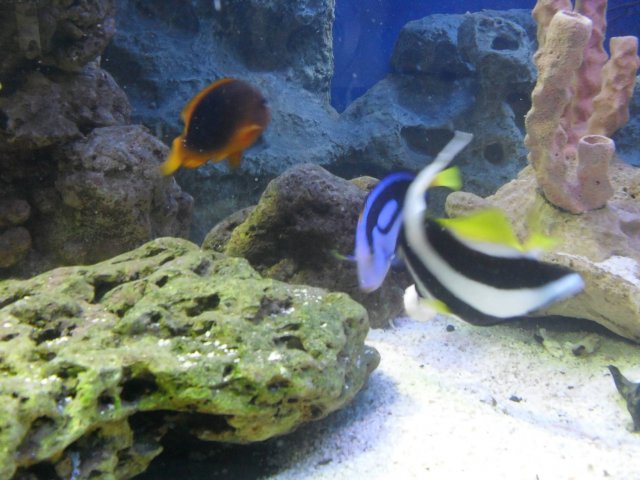 oceanarium-riviera33