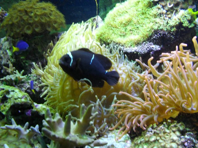 oceanarium-riviera36