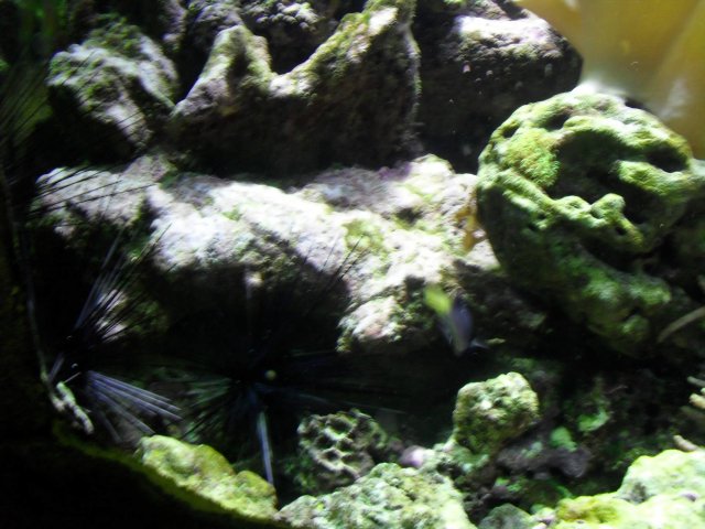 oceanarium-riviera37