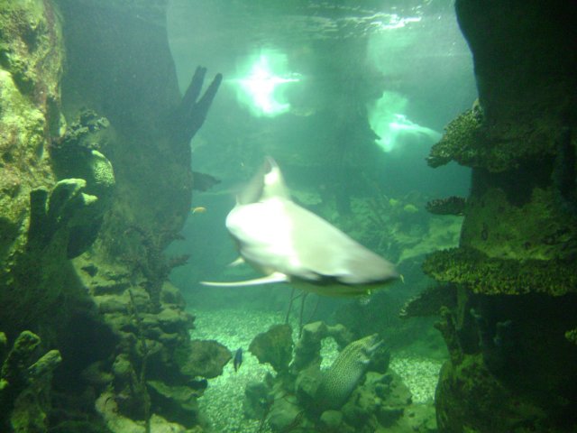 oceanarium-riviera4