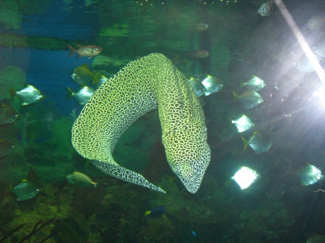 oceanarium-riviera40