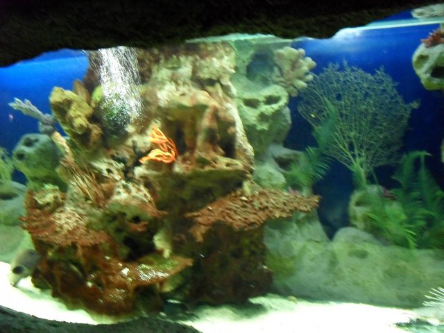 oceanarium-riviera41
