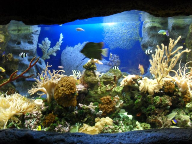 oceanarium-riviera44