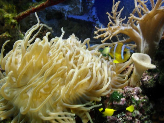 oceanarium-riviera45