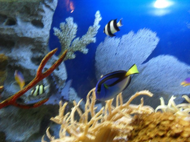 oceanarium-riviera46