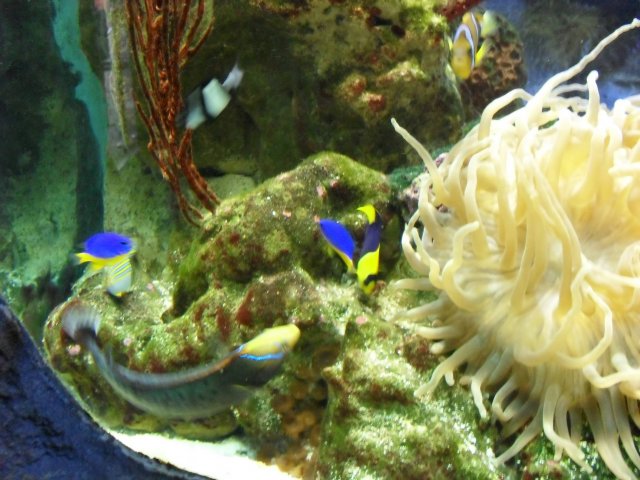 oceanarium-riviera48