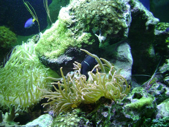 oceanarium-riviera6