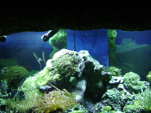 oceanarium-riviera7