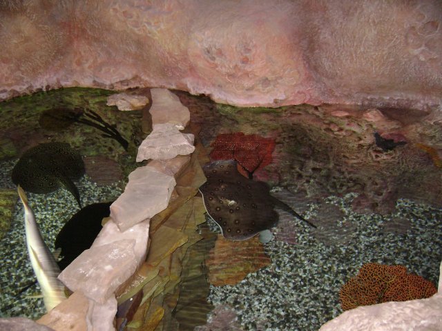 oceanarium-riviera8