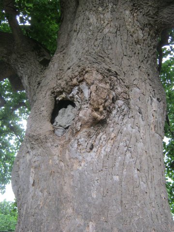 tree-site10