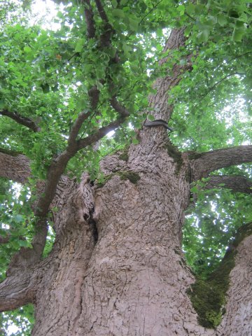 tree-site3