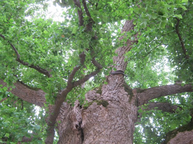 tree-site4