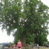 tree-site2