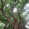 tree-site6