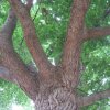 tree-site8