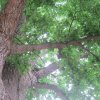 tree-site9